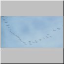 Grus grus - Kranich 06.jpg